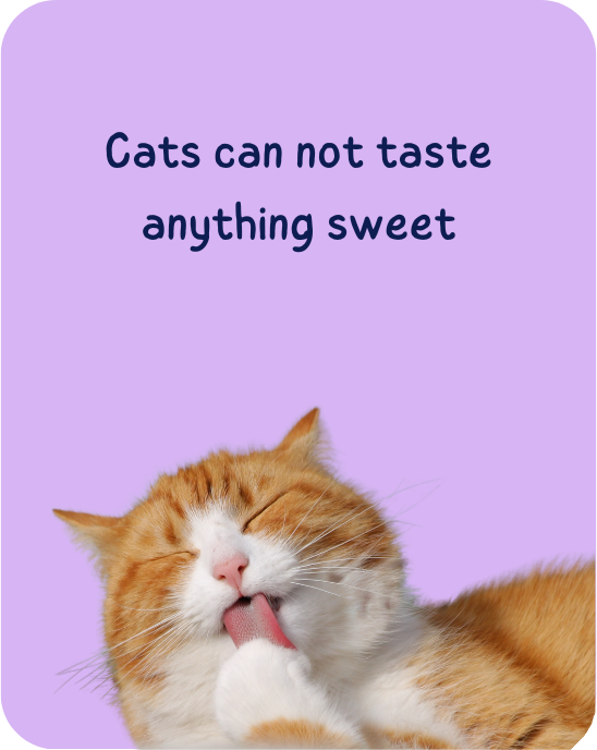 Cats can not taste anything sweet