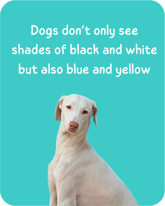 Dogs dont only see shades of black and white but also blue and yellow