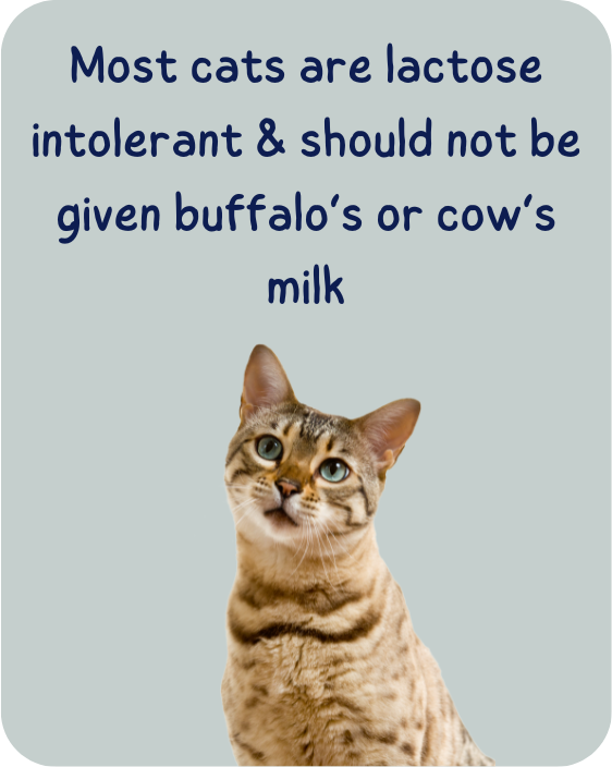 Most cats are lactose intolerant & should not be given buffalos or cows milk
