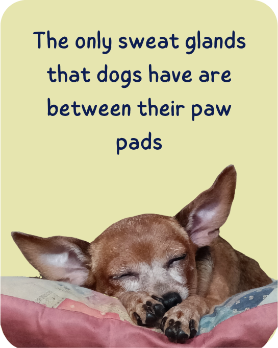 The only sweat glands that dogs have are between their paw pads