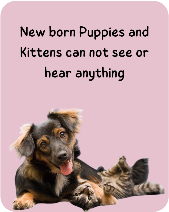 New born Puppies and Kittens can not see or hear anything